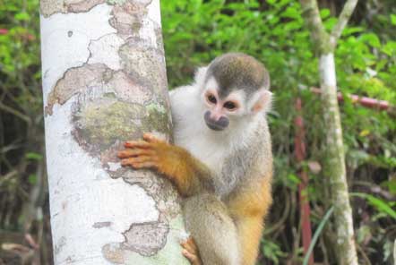 Rope bridges helping to save monkeys 