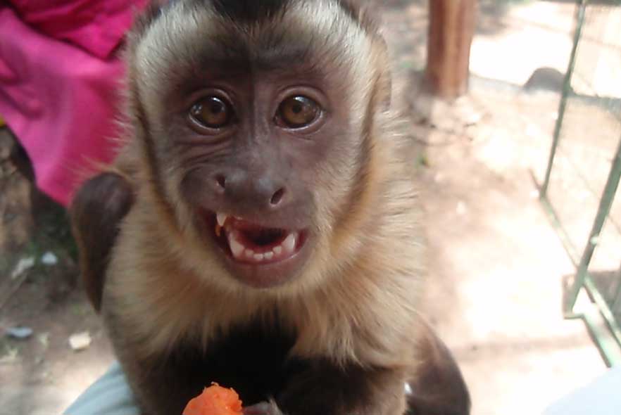 cheeky monkey showing its teeth 