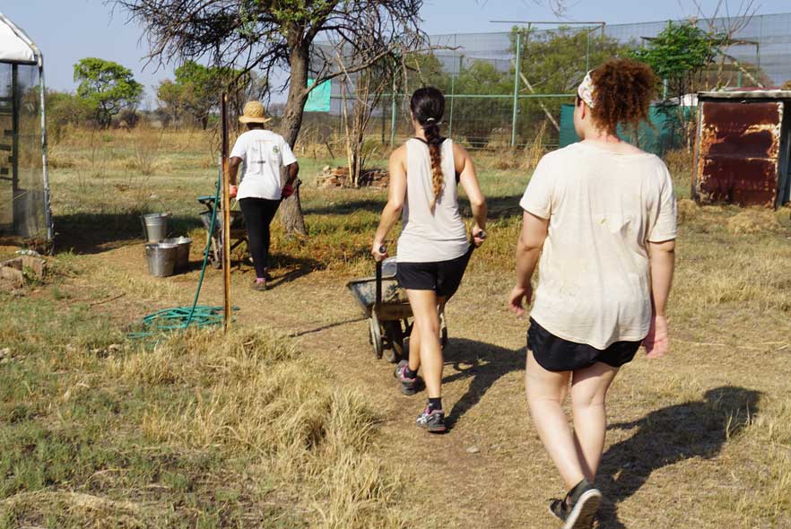 Three volunteers pushing wheelbarrows 