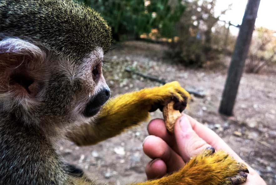 Monkey taking a nut from a volunteer's hand