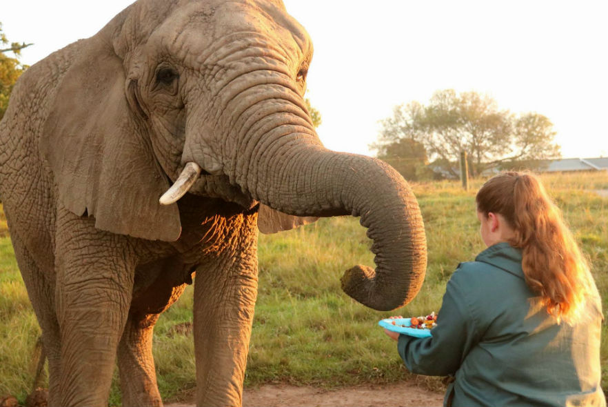 Elephant eating from a plate held by volunteer 