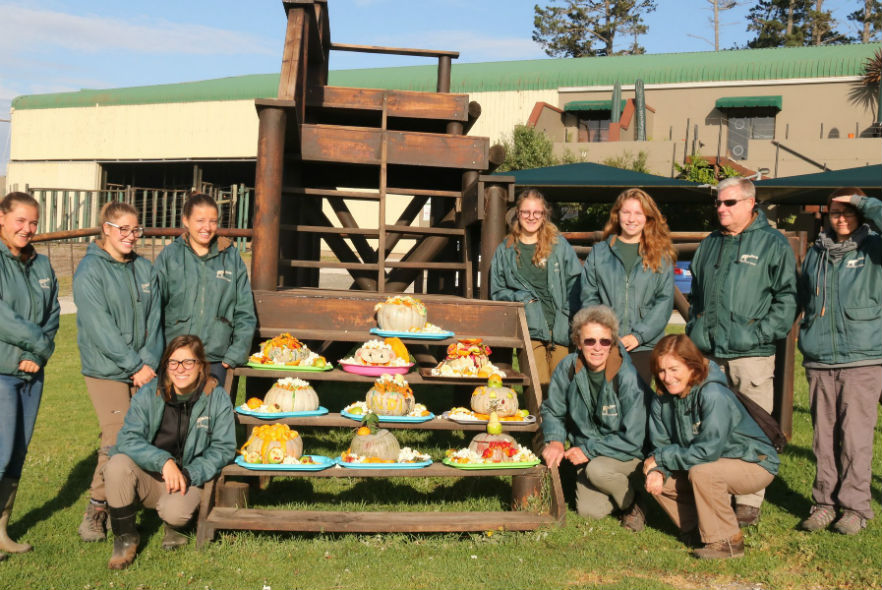 Elephant care South Africa volunteer team 