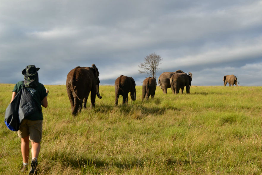 Elephants walking in a line 