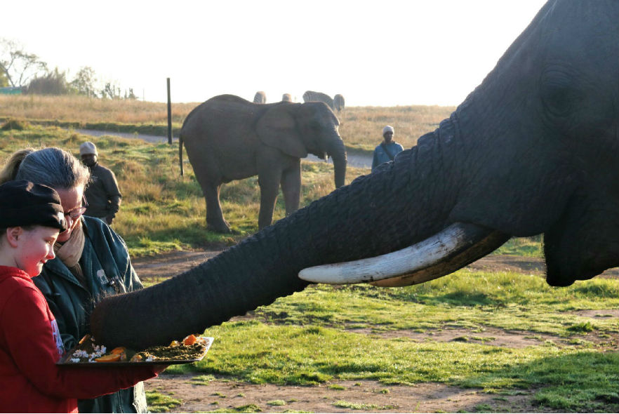 Elephant eating from a food tray held out by volunteers 