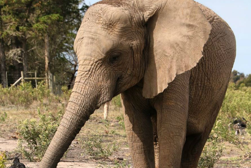 Exciting news at our Elephant Care and Research project