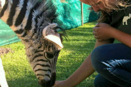 Feeding a zebra 