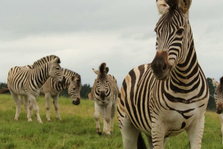 Zebras in a field 