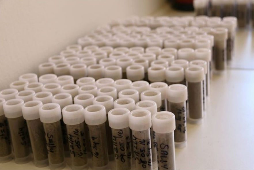 Vetenary laboratory test tubes 