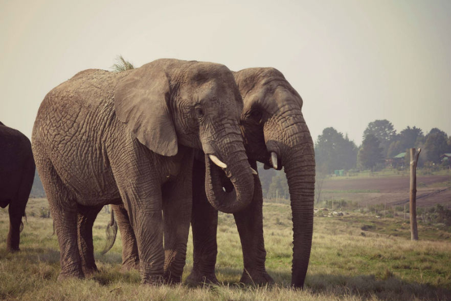 Two elephants side by side 