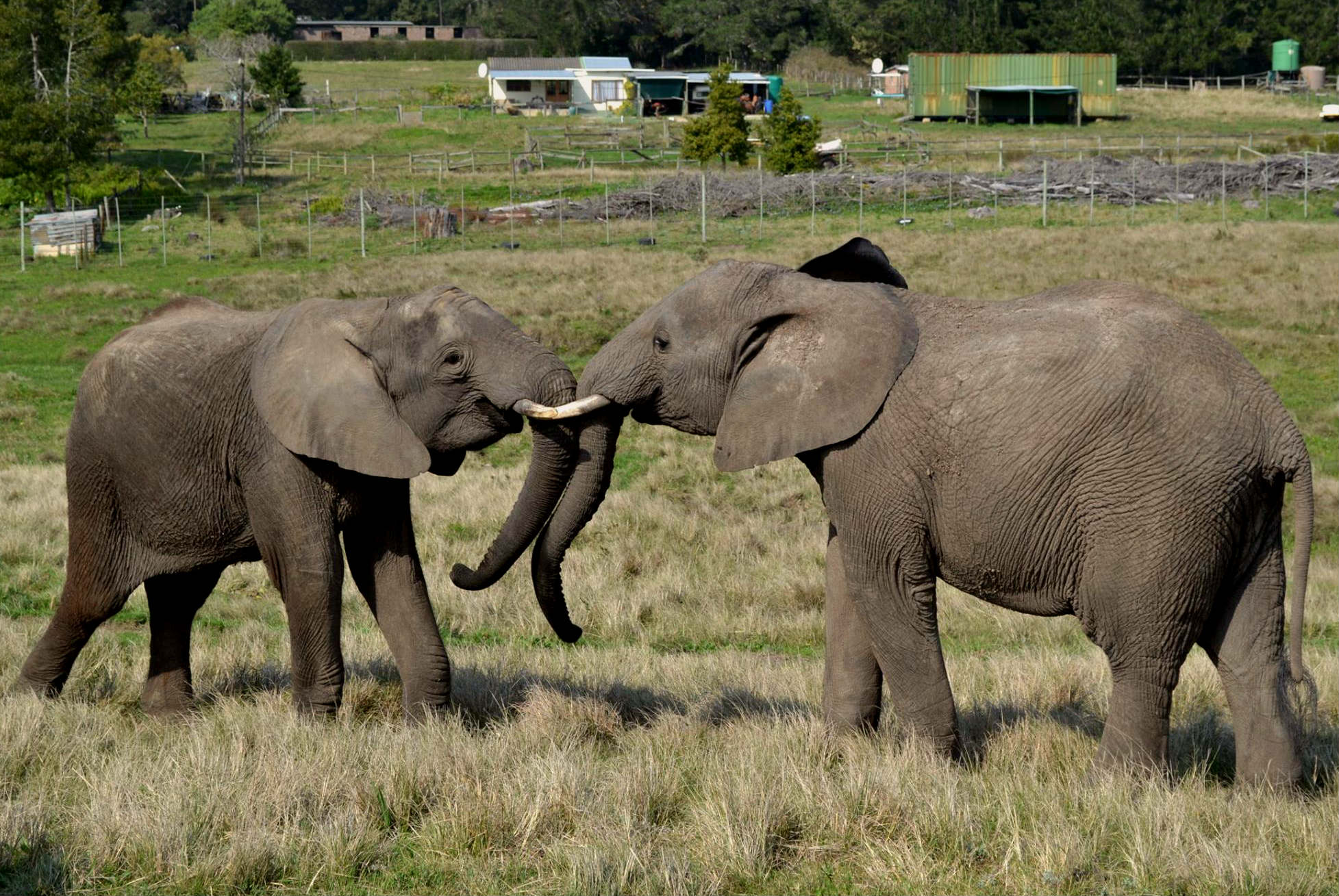 Elephants in South Africa