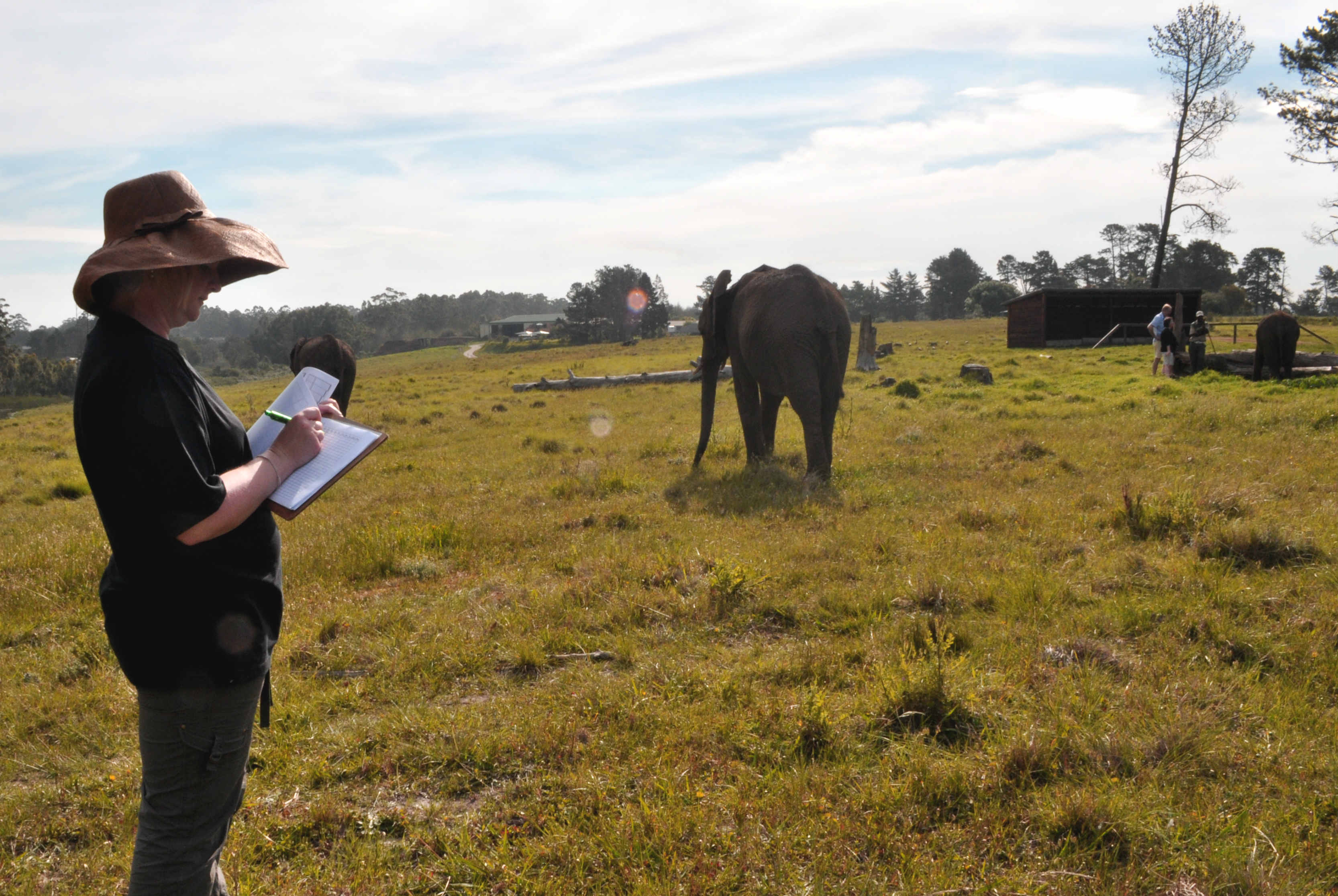 Elephants in South Africa