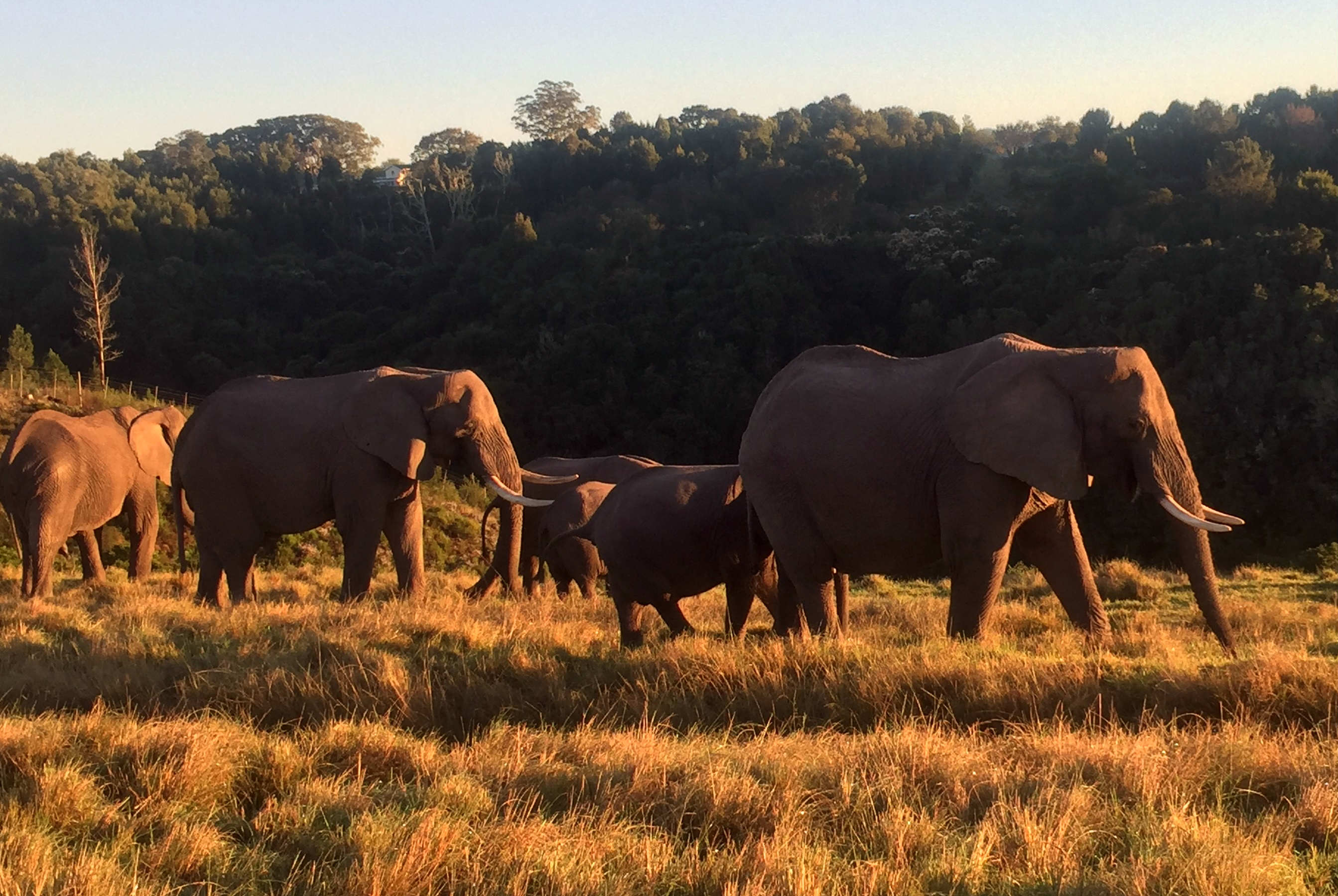 Elephants in South Africa