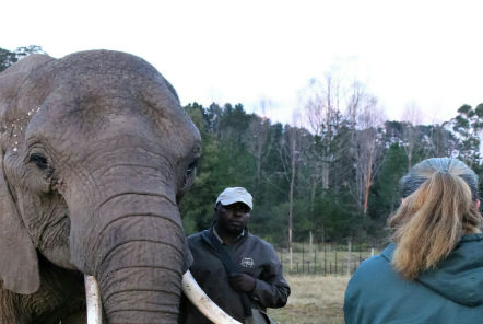 Volunteer with an elephant 