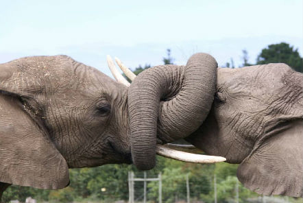 Two elephant facting each other with their trunks wrapped around each other