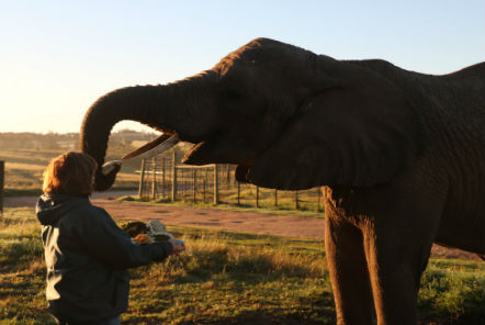 Volunteer feeding an elephant 