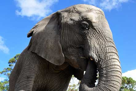 My time at the Elephant Care and Research project in South Africa