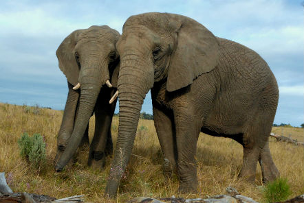 Calling all elephant lovers – our African elephants need your help!