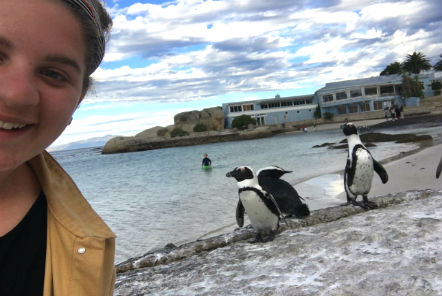Cape Peninsula penguins 