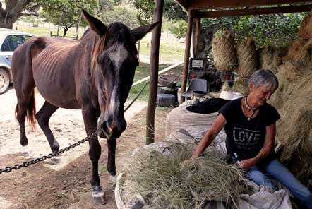 Horse Rescue in South Africa