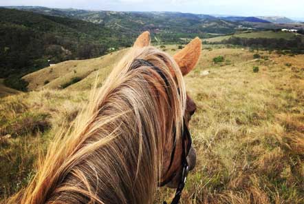 Horse Rescue in South Africa