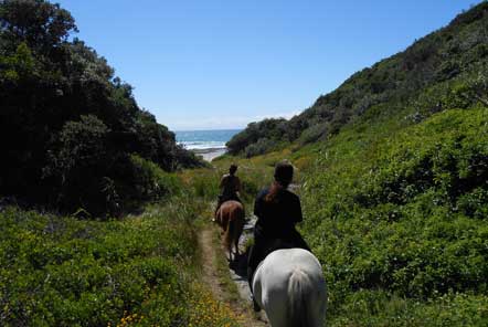 My time at the Horse Rehabilitation project in South Africa