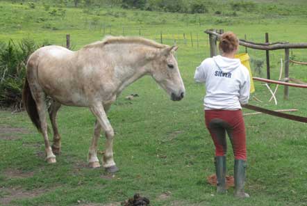 South Africa Horse Rehabilitation