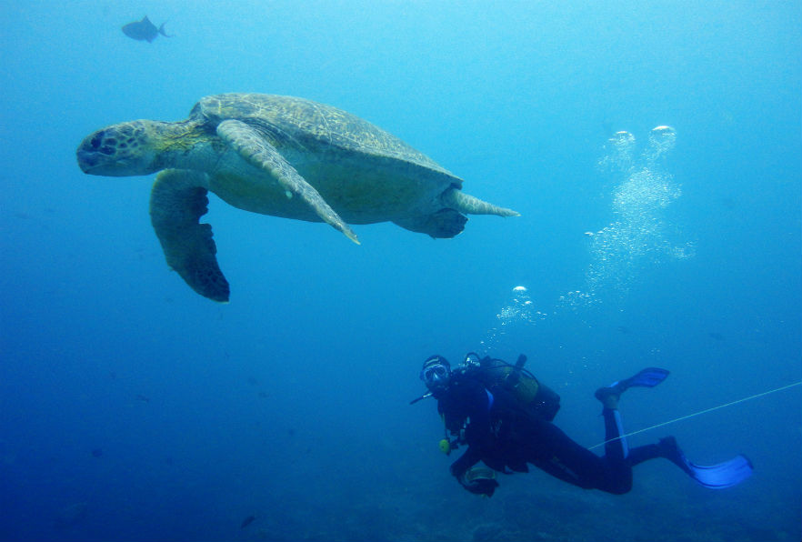 Turtle and diver in Sodwana Bay