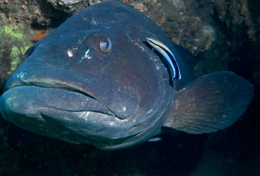 Large fish in Sodwana Bay