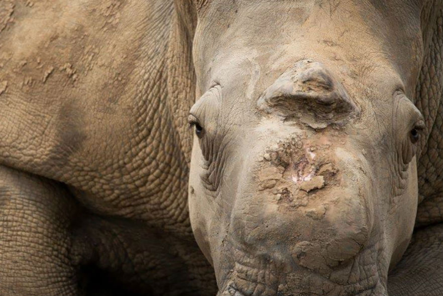 Meet Thandi the miracle rhino from our Big 5 Conservation project!