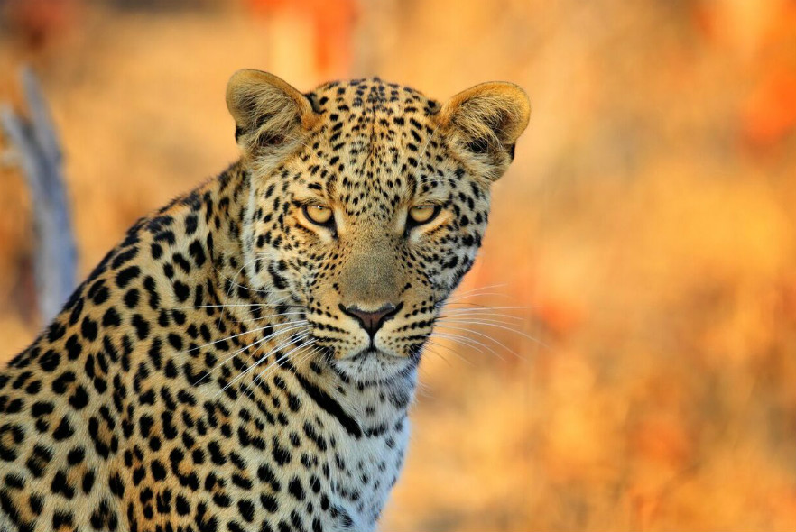 Recommended Wildlife And Conservation Documentaries Pod Volunteer recommended-wildlife-and-conservation-documentaries-pod-volunteer