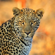 Best documentaries for wildlife and conservation lovers