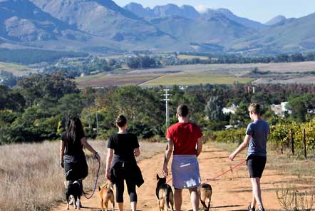 Volunteers walking dogs