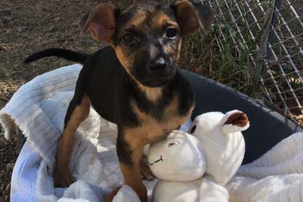 Rescued dog on volunteer trip 