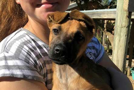 Iona’s experience at our Dog Rescue project in South Africa