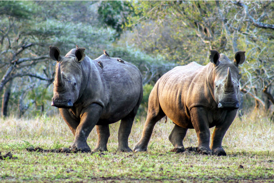 Two wild rhinos 