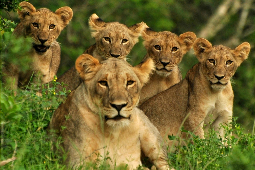 Lion cubs 