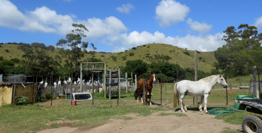 Horse Rehabilitation family house