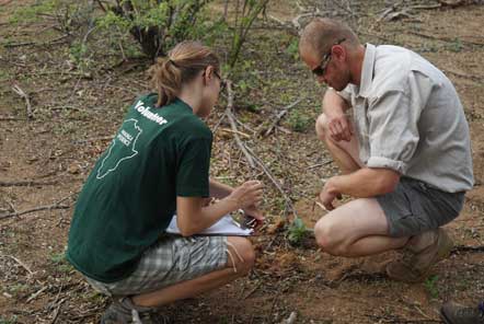 Volunteers planting trees in Kruger South Africa