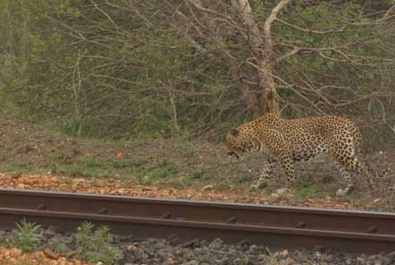 Leopard in Kruger Conservation Park South Africa