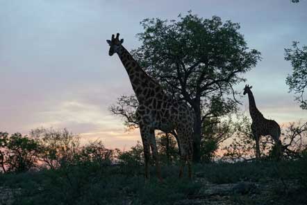 Giraffes in Kruger Conservation Park South Africa