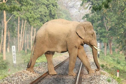 Stop trains from killing wild elephants in Sri Lanka