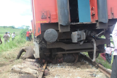 Elephant killed by train