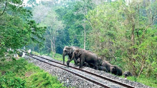 Elephants crossing tracks
