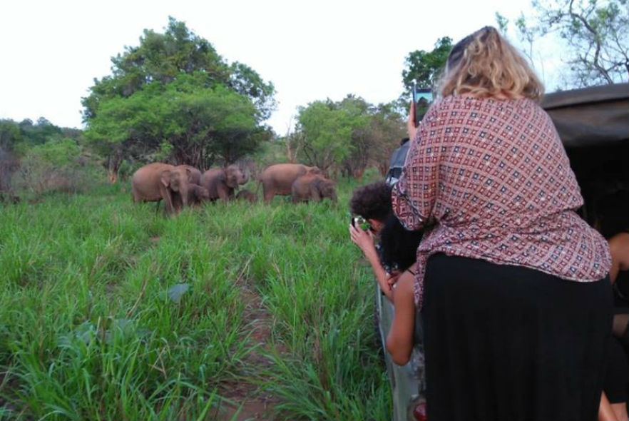 Sighting of wild elephants in Sri Lanka