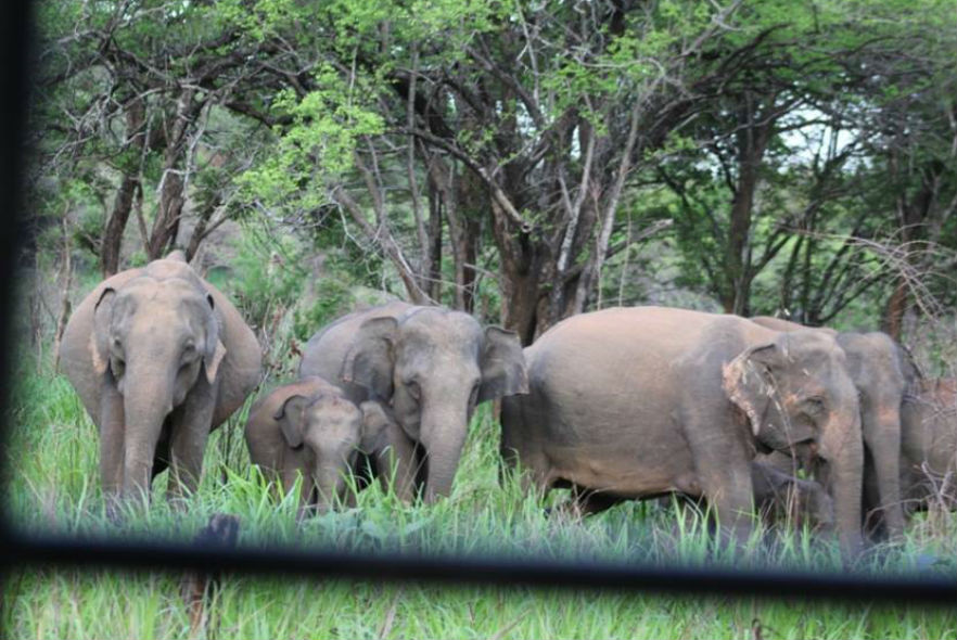 Herd of wild elephants