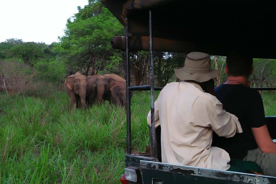 Volunteers observing herd of elephants