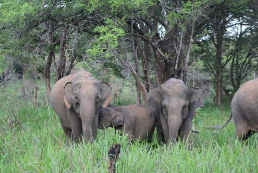 A herd of female elephants encounter a solitary bull elephant