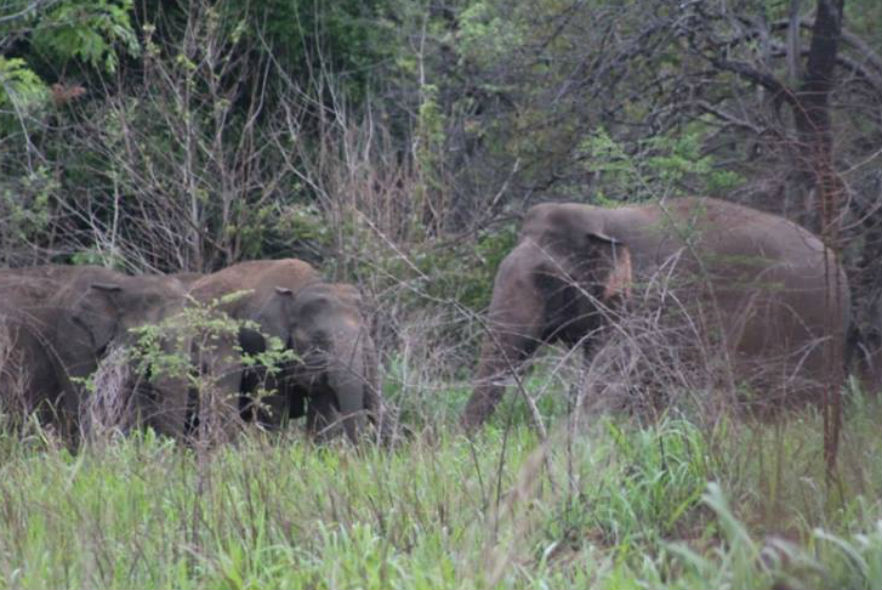 A bull elephant intimidating wild herd