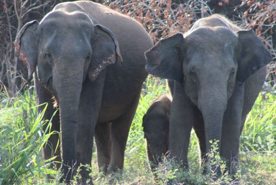Volunteers witness an incredible elephant encounter!