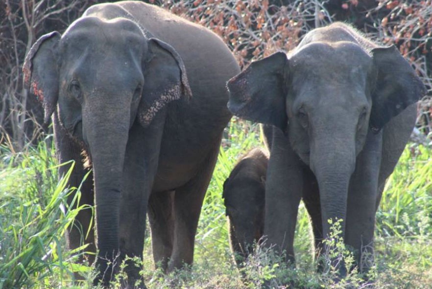 Volunteers witness an incredible elephant encounter!